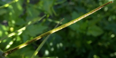 Sisymbrium erysimoides