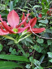 Hippeastrum aulicum