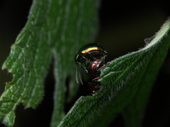 Chrysolina graminis