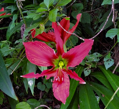 Hippeastrum aulicum