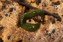 Othelosoma joburgi