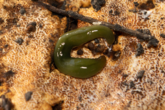 Othelosoma joburgi