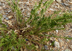 Sisymbrium runcinatum