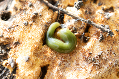 Othelosoma joburgi