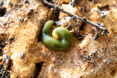 Othelosoma joburgi