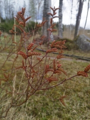 Myrica