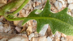 Sisymbrium runcinatum