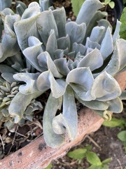 Echeveria runyonii