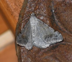 Digrammia pictipennata