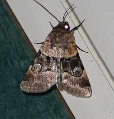 Properigea continens