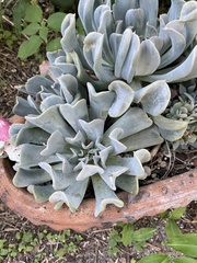 Echeveria runyonii