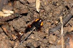 Pseudoderopeltis albilatera
