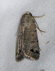 Anorthodes triquetra