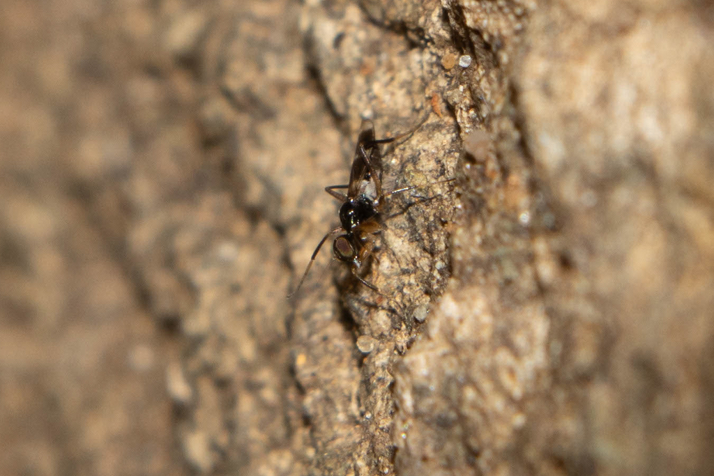 Tachydromia lilaniensis
