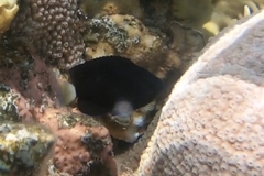 Pomacentrus albicaudatus