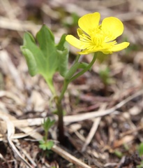 Ranunculus hybridus