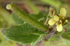 Sisymbrium runcinatum