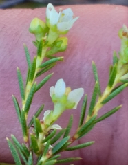 Diosma tenella