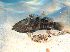 Epinephelus aeneus