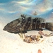 青銅石斑魚 - Photo 由 Roberto Pillon 所上傳的 (c) Roberto Pillon，保留部份權利CC BY-NC