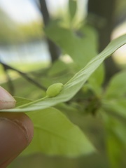 Callirhytis confusa