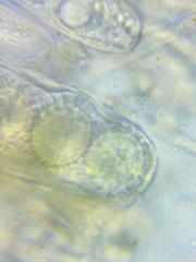 Ramsbottomia crechqueraultii