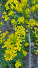 Barbarea vulgaris