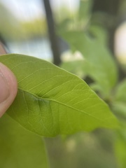 Callirhytis confusa