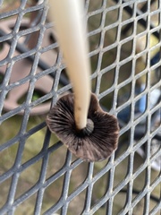 Coprinellus