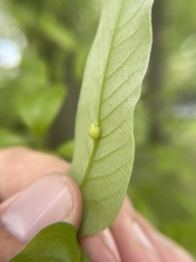 Callirhytis confusa