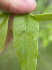 Callirhytis confusa