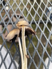 Coprinellus
