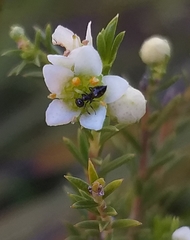 Diosma tenella