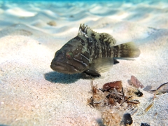 Epinephelus aeneus