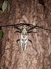 Batocera lineolata