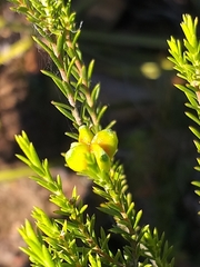 Diosma tenella