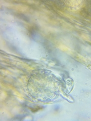 Ramsbottomia crechqueraultii