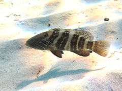 Epinephelus aeneus