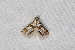 Chrysendeton medicinalis