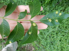 Phylloxera notabilis