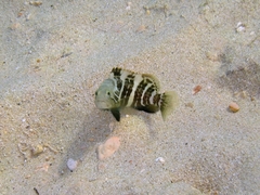 Epinephelus aeneus