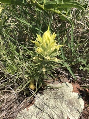 Castilleja citrina