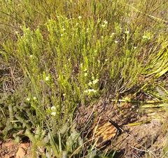 Diosma tenella
