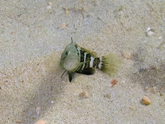 Epinephelus aeneus