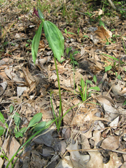 Trillium lancifolium