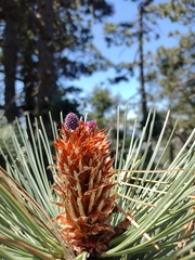 Pinus hartwegii