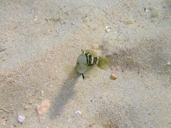 Epinephelus aeneus
