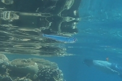 Atherinomorus lacunosus