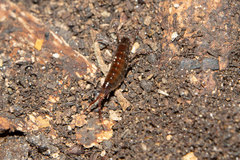 Talitriator eastwoodae