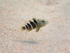 Epinephelus aeneus